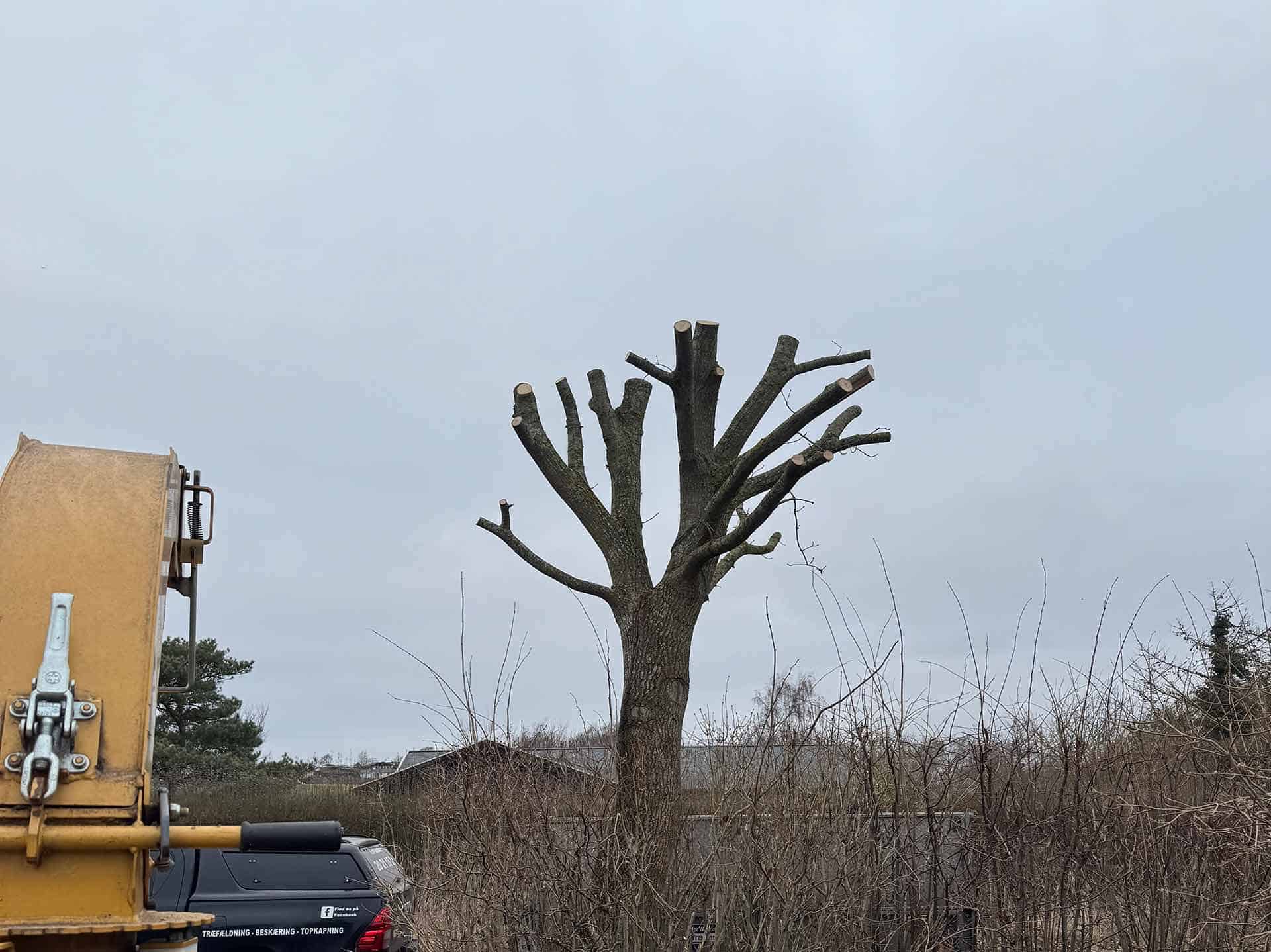 Beskåret træ ved hus
